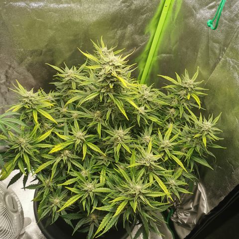 Auto Cinderella Jack growlog timeline photo