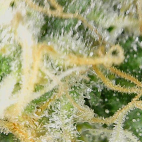 Auto Cinderella Jack growlog timeline photo
