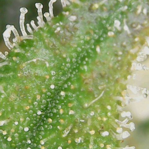Auto Cinderella Jack growlog timeline photo