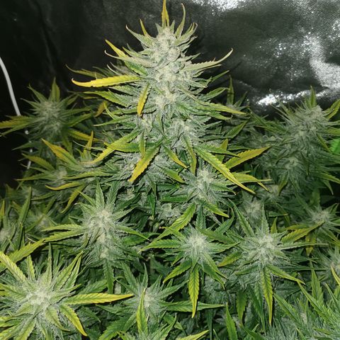Auto Cinderella Jack growlog timeline photo