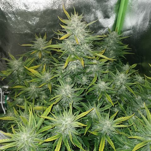 Auto Cinderella Jack growlog timeline photo