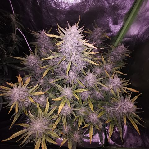 Auto Cinderella Jack growlog timeline photo