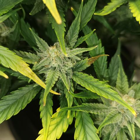Auto Cinderella Jack growlog timeline photo