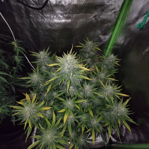 Auto Cinderella Jack growlog timeline photo