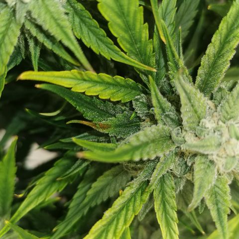 Auto Cinderella Jack growlog timeline photo