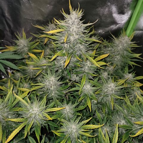 Auto Cinderella Jack growlog timeline photo