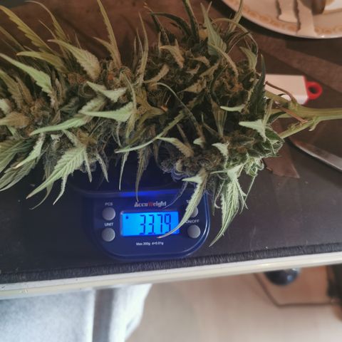 Auto Cinderella Jack growlog photo: Took main cola and dropped light 30cm away from canopy.