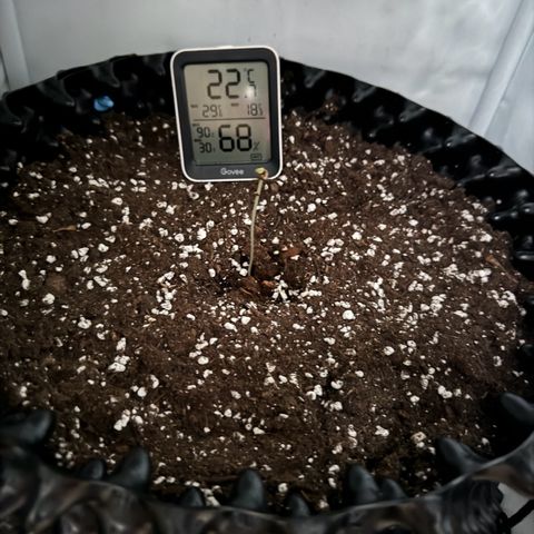 Gamora - Die 1. growlog timeline photo
