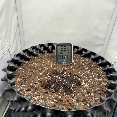 Gamora - Die 1. growlog photo: Beleuchtung aktiviert 
Samenschale abgeworfen