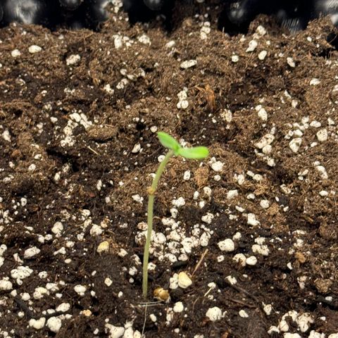 Gamora - Die 1. growlog timeline photo