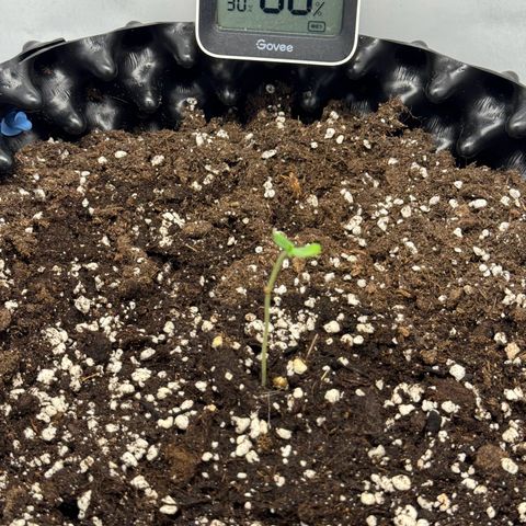 Gamora - Die 1. growlog timeline photo