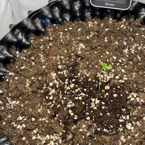 Gamora - Die 1. growlog timeline photo
