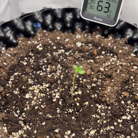 Gamora - Die 1. growlog timeline photo