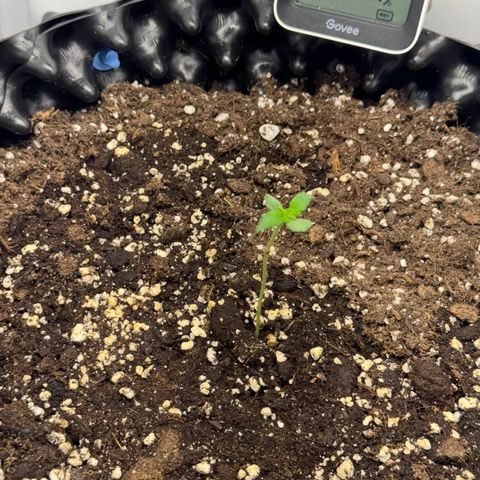 Gamora - Die 1. growlog timeline photo