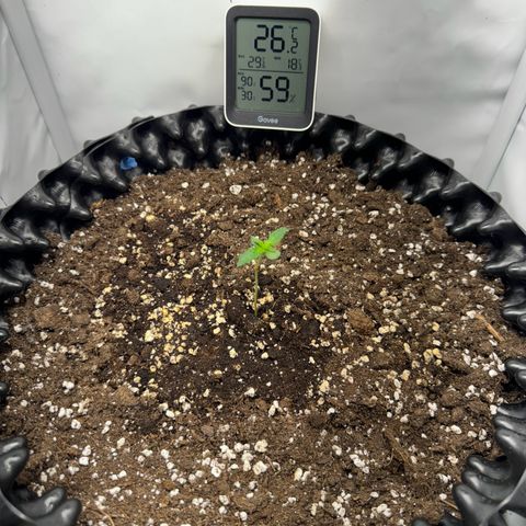 Gamora - Die 1. growlog timeline photo