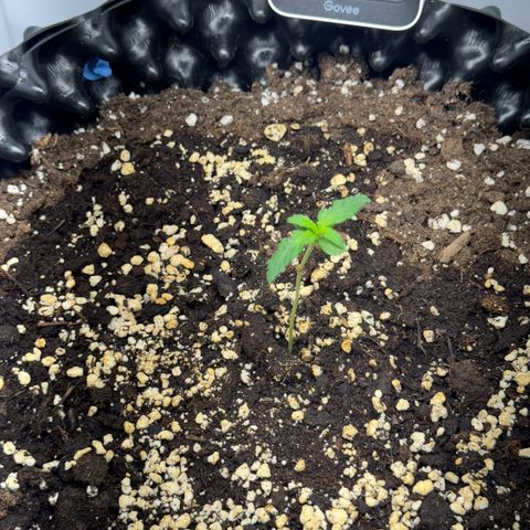 Gamora - Die 1. growlog timeline photo