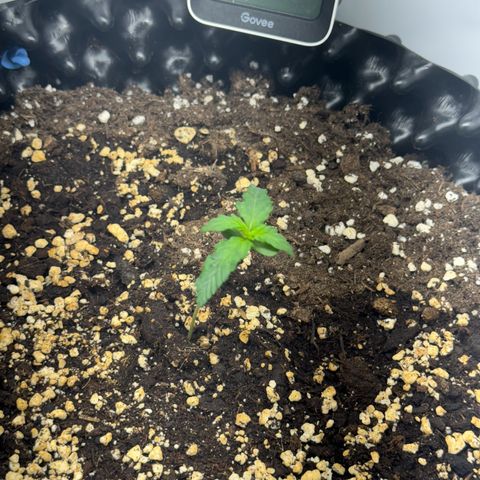 Gamora - Die 1. growlog timeline photo