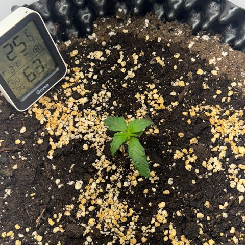 Gamora - Die 1. growlog timeline photo