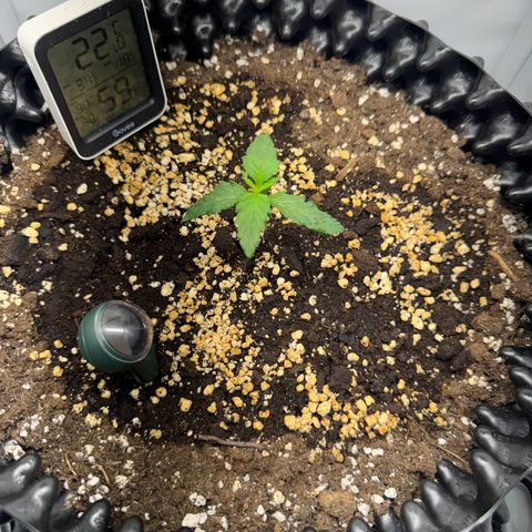 Gamora - Die 1. growlog timeline photo