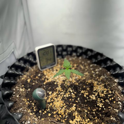 Gamora - Die 1. growlog timeline photo