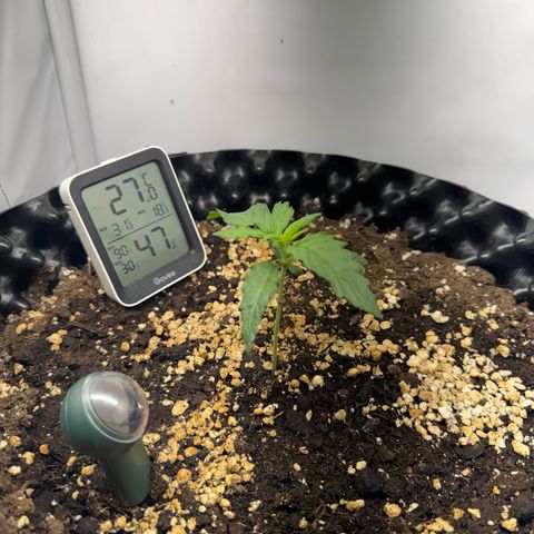Gamora - Die 1. growlog timeline photo