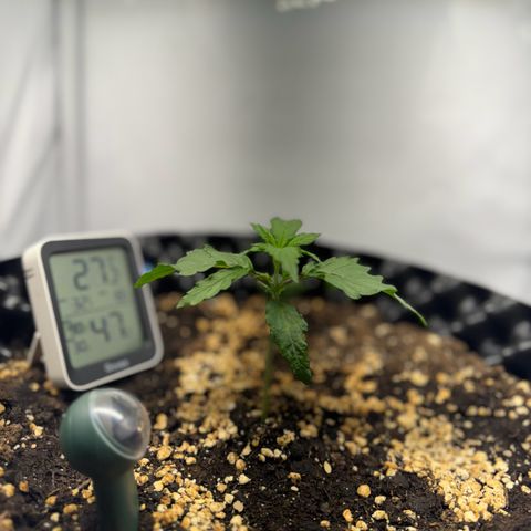 Gamora - Die 1. growlog timeline photo