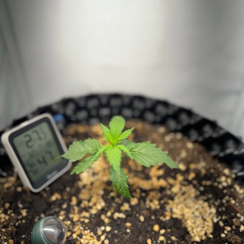 Gamora - Die 1. growlog timeline photo