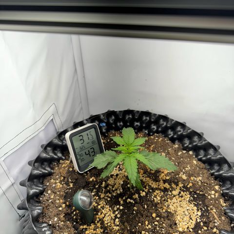 Gamora - Die 1. growlog timeline photo