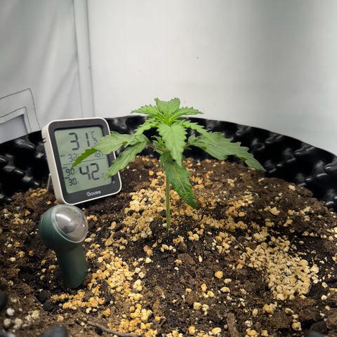 Gamora - Die 1. growlog timeline photo