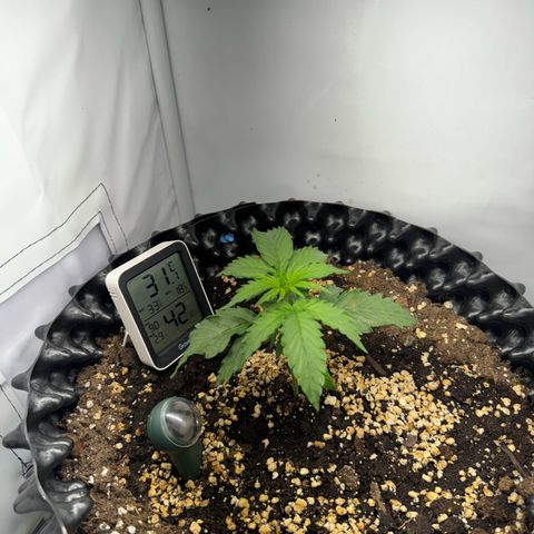 Gamora - Die 1. growlog timeline photo