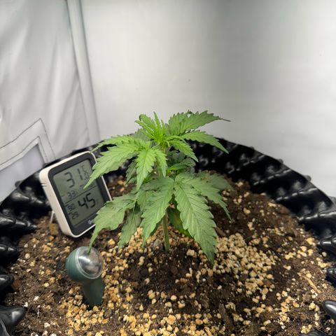 Gamora - Die 1. growlog timeline photo