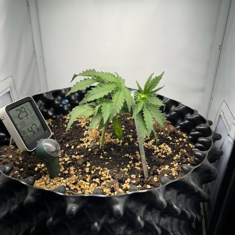 Gamora - Die 1. growlog timeline photo