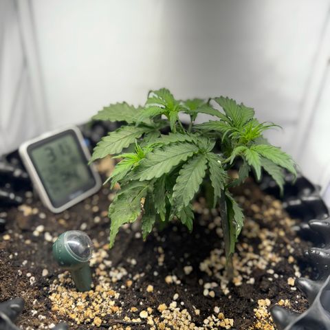 Gamora - Die 1. growlog timeline photo