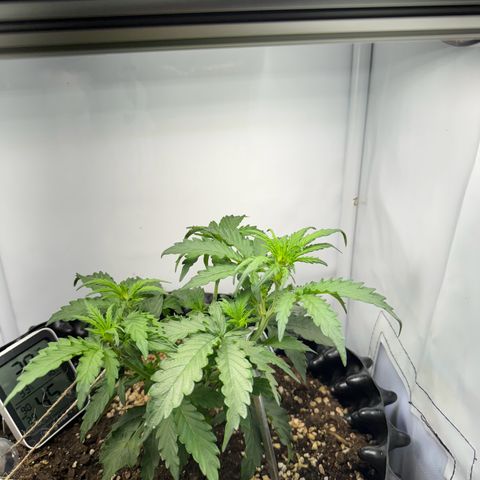 Gamora - Die 1. growlog timeline photo