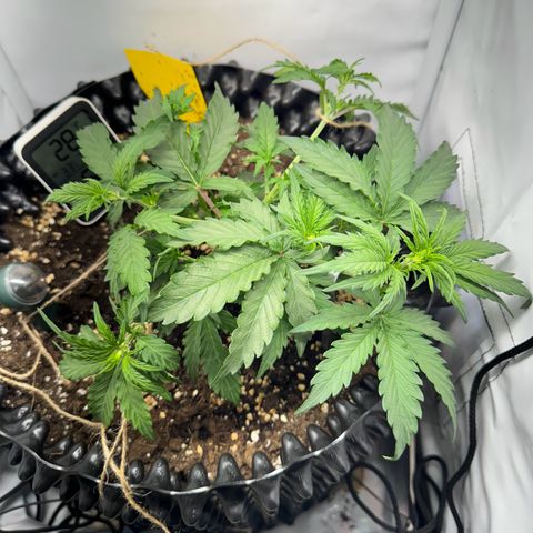 Gamora - Die 1. growlog timeline photo