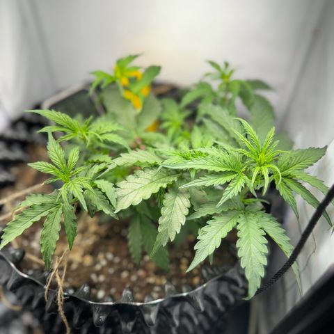 Gamora - Die 1. growlog timeline photo