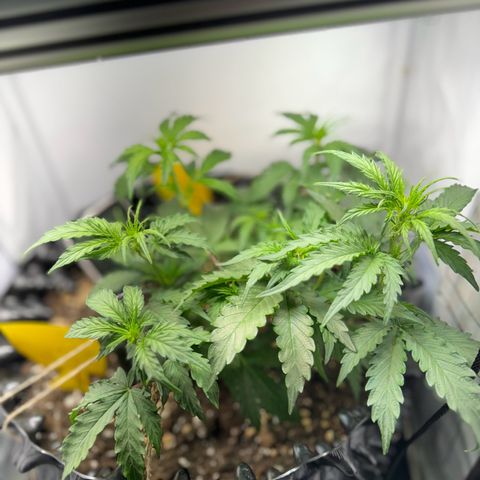 Gamora - Die 1. growlog timeline photo