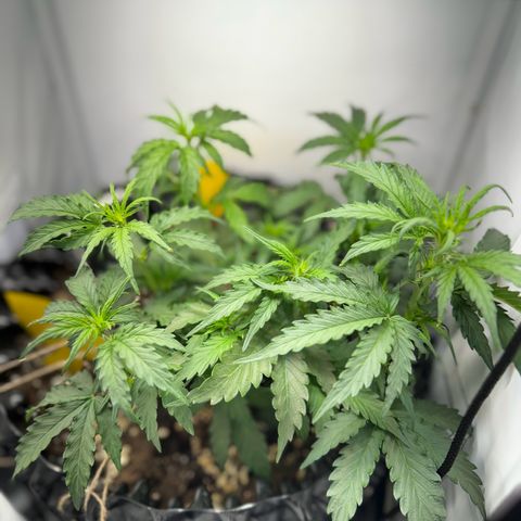 Gamora - Die 1. growlog timeline photo