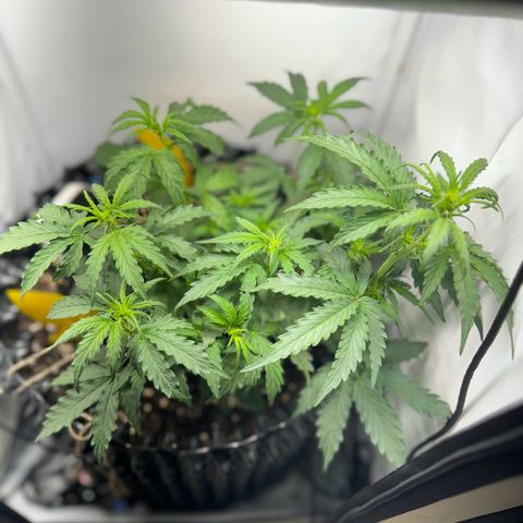 Gamora - Die 1. growlog timeline photo