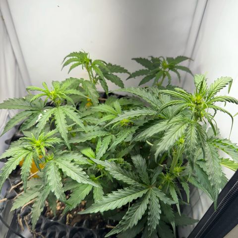 Gamora - Die 1. growlog timeline photo
