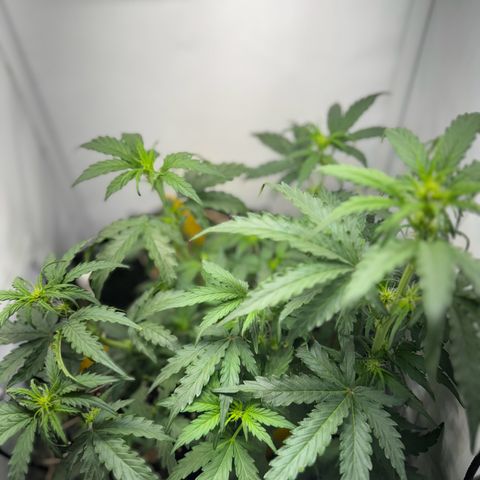 Gamora - Die 1. growlog timeline photo