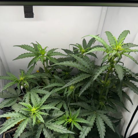 Gamora - Die 1. growlog timeline photo