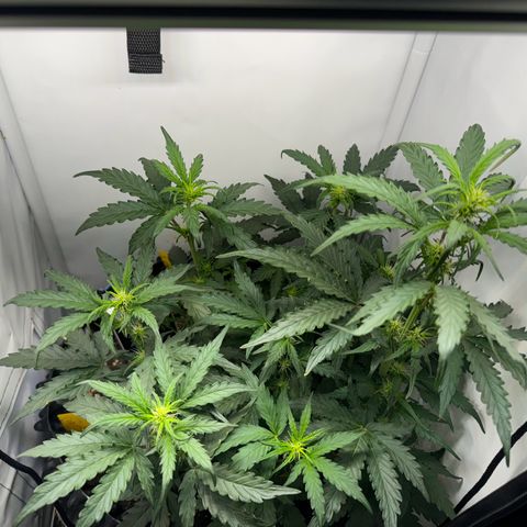 Gamora - Die 1. growlog timeline photo