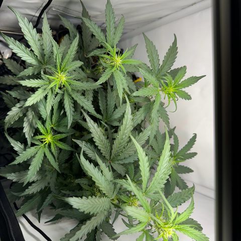 Gamora - Die 1. growlog timeline photo