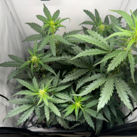 Gamora - Die 1. growlog timeline photo