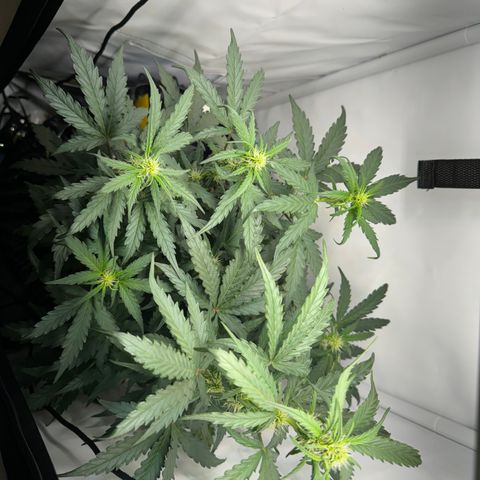 Gamora - Die 1. growlog timeline photo