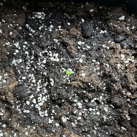 Elisabeth - Die 1. growlog timeline photo