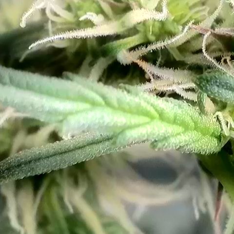 Gamora - Die 1. growlog photo: Blüte 50x vergrößert 