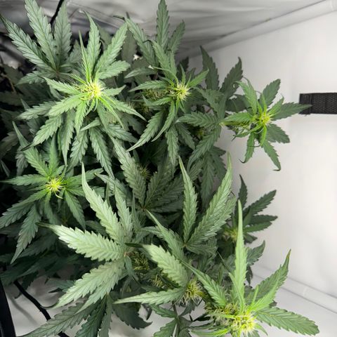 Gamora - Die 1. growlog timeline photo