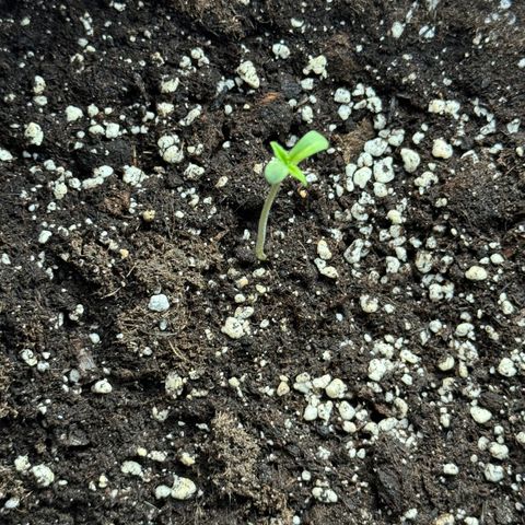 Elisabeth - Die 1. growlog timeline photo
